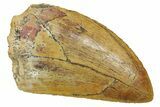 Serrated, Carcharodontosaurus Tooth - Real Dinosaur Tooth #372274-1